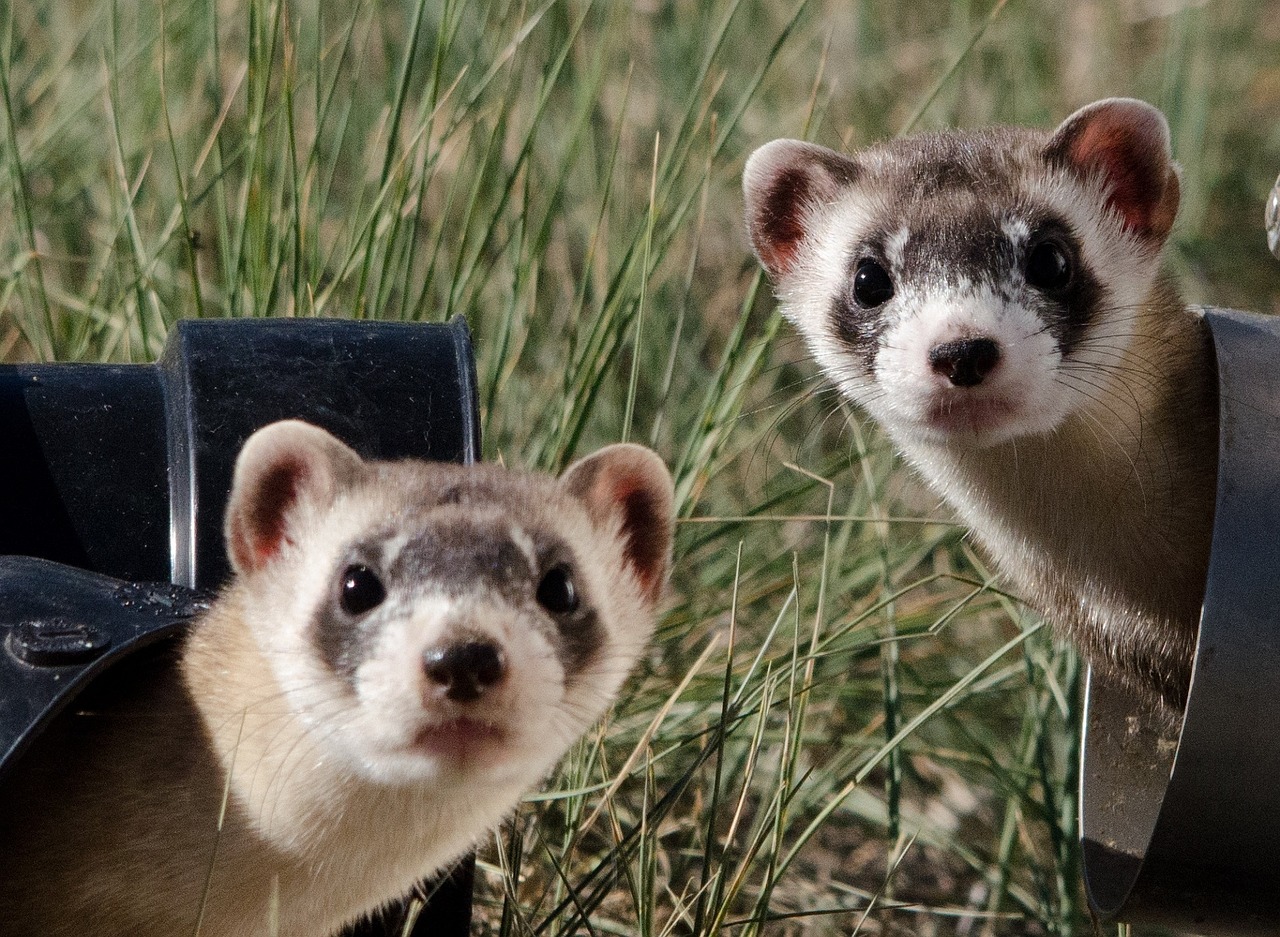 cage sanitzing black footed ferrets