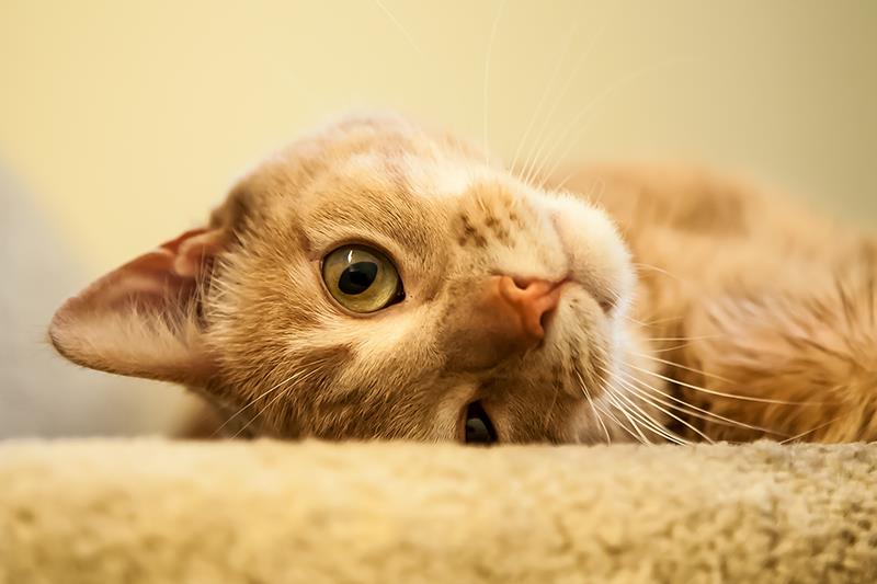upside down cat ginger tabby